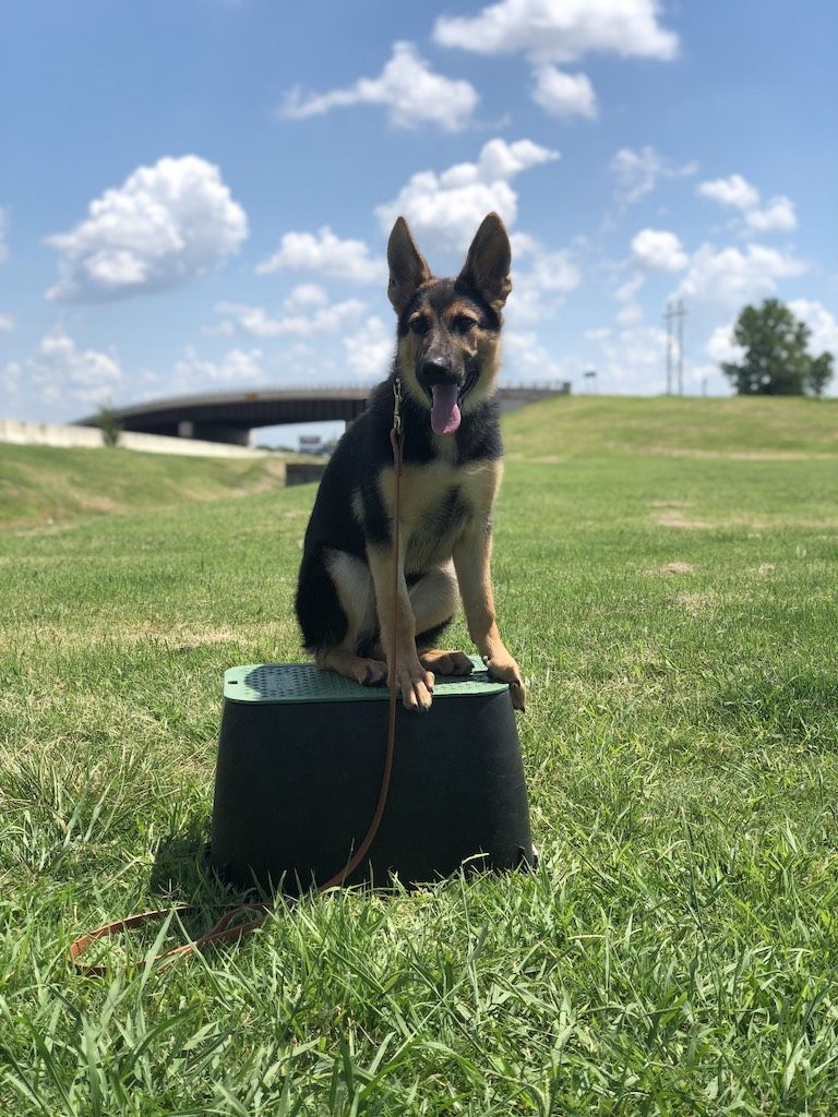 German Shepherd Dog Training Tulsa | Tip Top K9