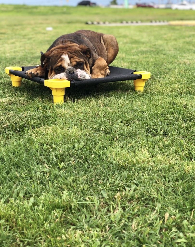 Bulldog Dog Training Tulsa | Tip Top K9