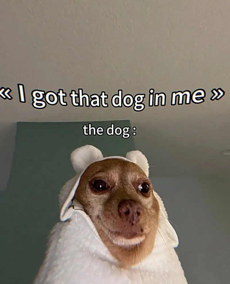 100 Memes 2 - Tip Top K9