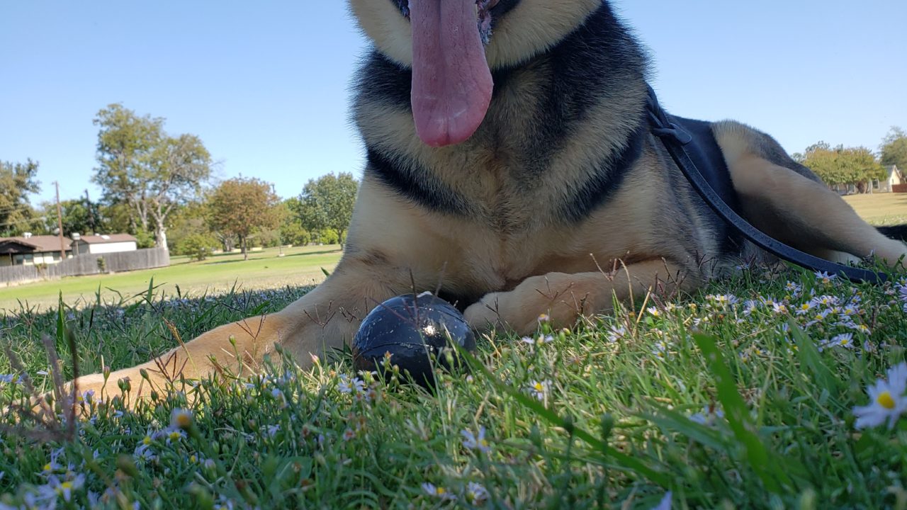 Tip Top K9 Gilbert Gilbert Dog Training Dog Training Gilbert, AZ