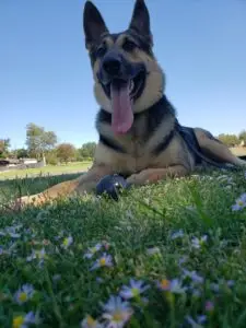 Best Dog Board And Train