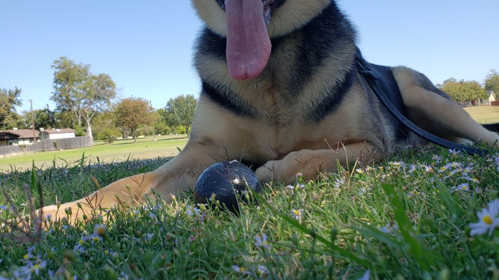 Tip Top K9 Gilbert Gilbert Dog Training Dog Training Gilbert, AZ