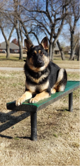 Dog Training Van Buren | We Are Here Waiting to Serve You