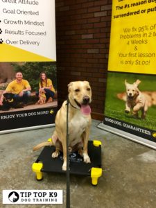 Aggressive Dog Training Franklin | Awe Inspiring Dog Training!
