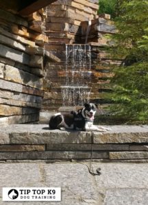 Aggressive Dog Training Nashville | Efficiency Guaranteed