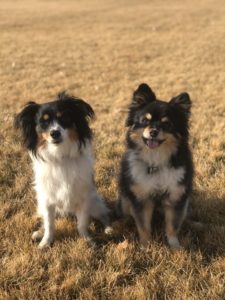 Aggressive Dog Training Ogden | Guaranteed Results No Matter What