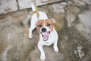 Aggressive Dog Training West Jordan | Prioritizing behavioral success