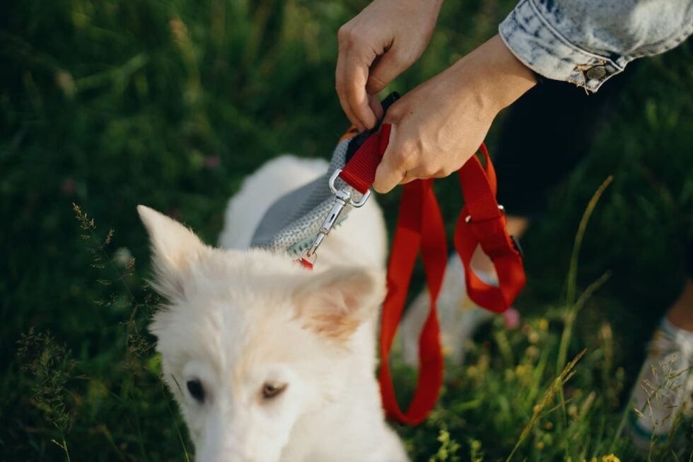 Dog Boot Camp In Owasso Ultimate Dog Training