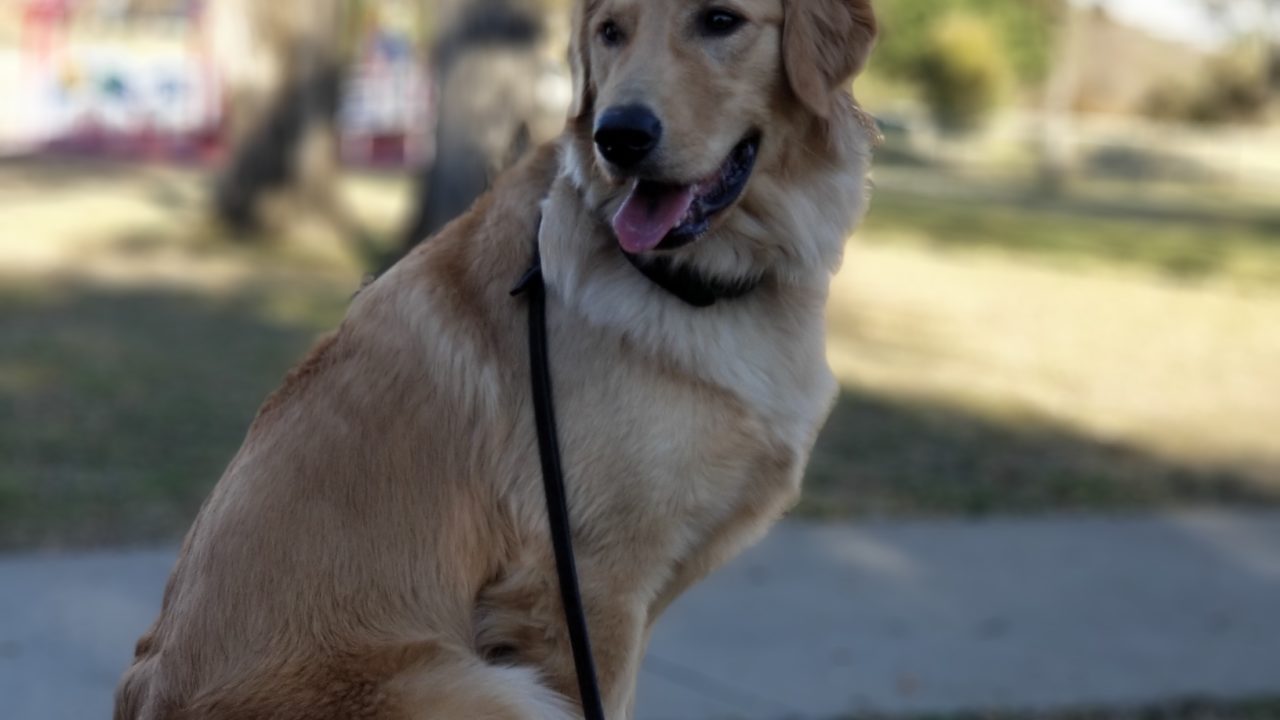 Tip Top K9 Gilbert Gilbert Dog Training Dog Training Gilbert, AZ