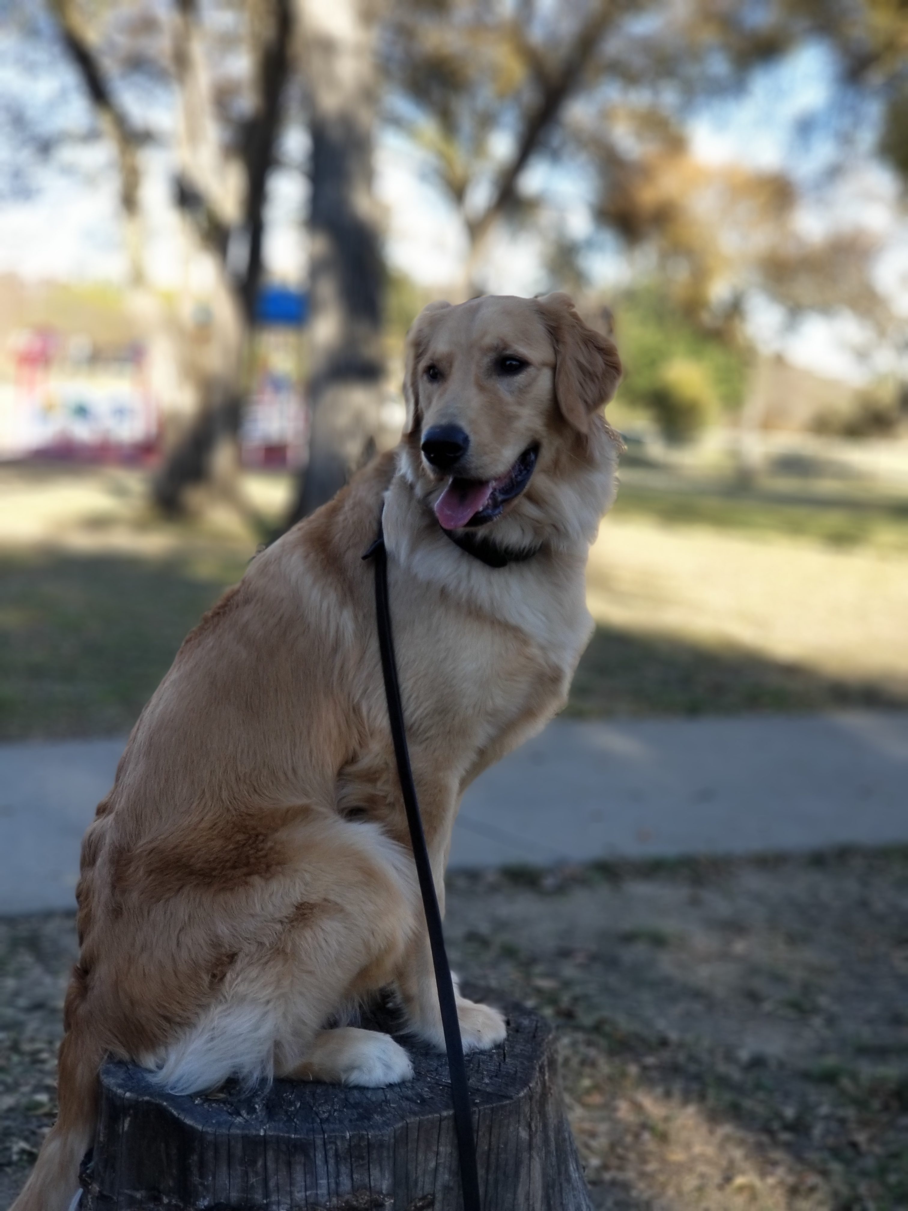 Tip Top K9 - West Jordan | West Jordan Dog Training | (801) 889-2710