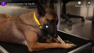 Best Dog Training Classes Detroit | The Dog Training That Matters!