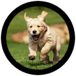 Best Dog Training Tampa | Get Rid Of Neurotic Behavior