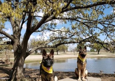 Best Dog Training Tulsa 1
