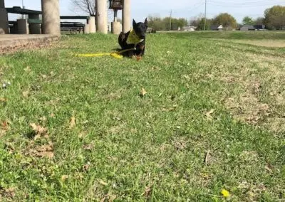 Mckinney Dog Training