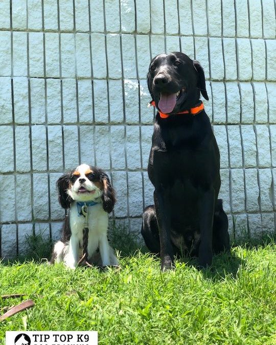 Meridian Idaho Dog Training Company | Puppy Training