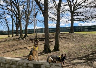 Best Dog Training Tulsa 3