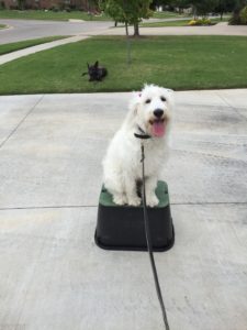 Best Dog Training In Oklahoma City