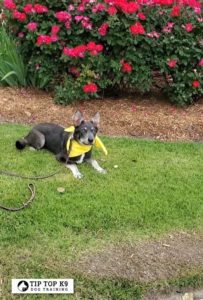 Best McKinney Dog Training | Training Is Our Specialty