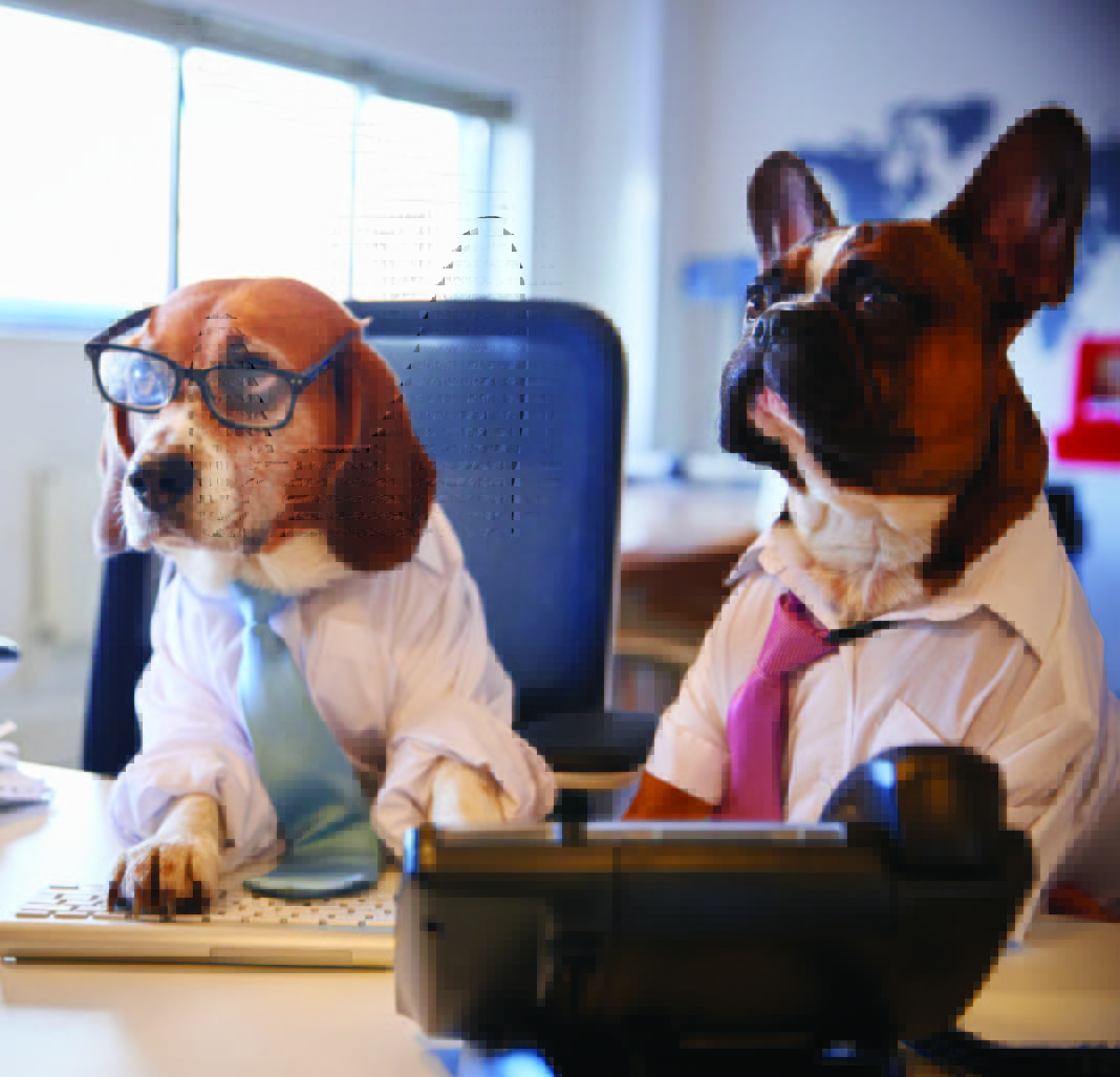 Call Center Dogs 3