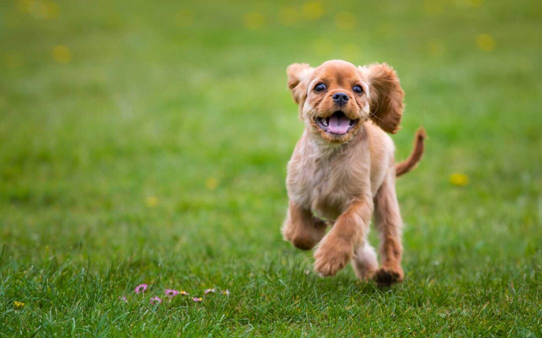 Chandler Dog Trainers | Here For Your Dogs Training