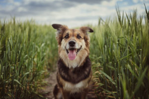 Portrait Of Dog In The Cornfield