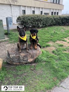 Dog Trainers In Dallas