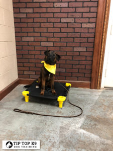 Dog Training In Metro Detroit