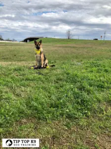 Boarding Dogs in Tulsa