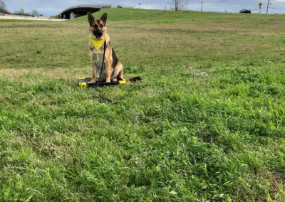 Boarding Dogs in Tulsa