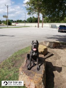 Dog Trainers Tulsa 15
