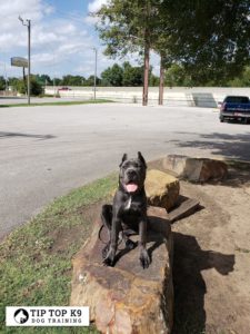 Dog Trainers Tulsa 15