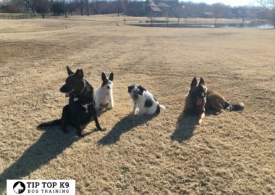 Dog Trainers Tulsa 22