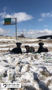 Best Sterling Heights Michigan Dog Training