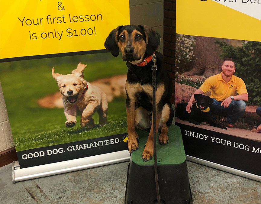 Best Dog Training in Oklahoma City | Outstandingly Fantastic Training