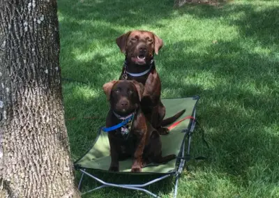 Board And Train Dog School