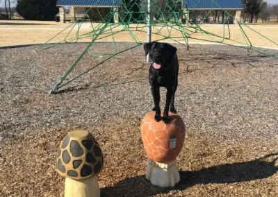 Dog Obedience Training Near Me