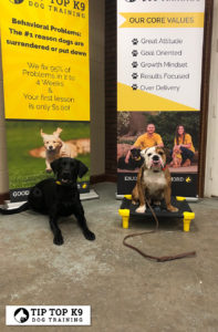 Oklahoma City Dog Trainer