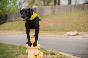 Dog Training Arkansas