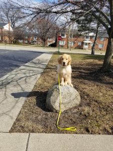 Dog Training Carrollton Tx | We Are Always On Time