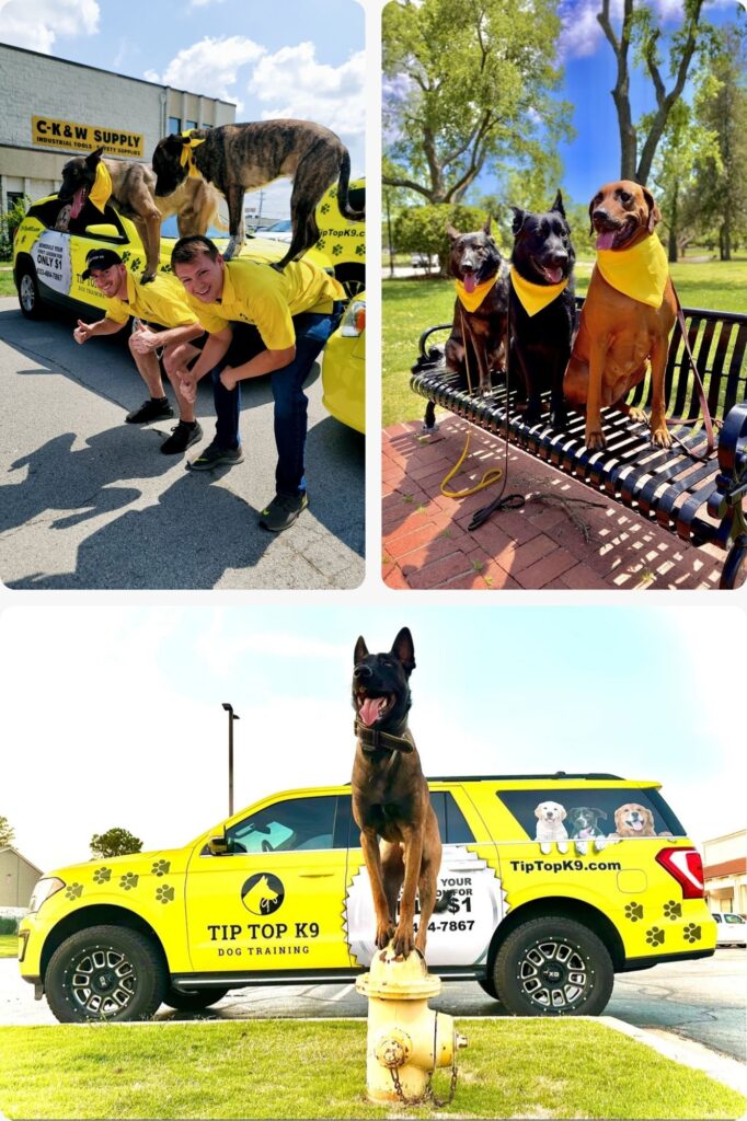 Dog Training, Group Classes