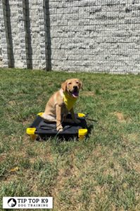 Dog Training Farmington Hills | Safe Training!