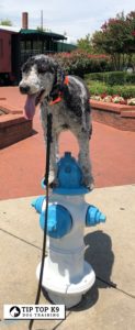 Dog Training Fayetteville | Training For Liberty