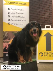Dog Training Fort Worth | Dog Training That Sticks