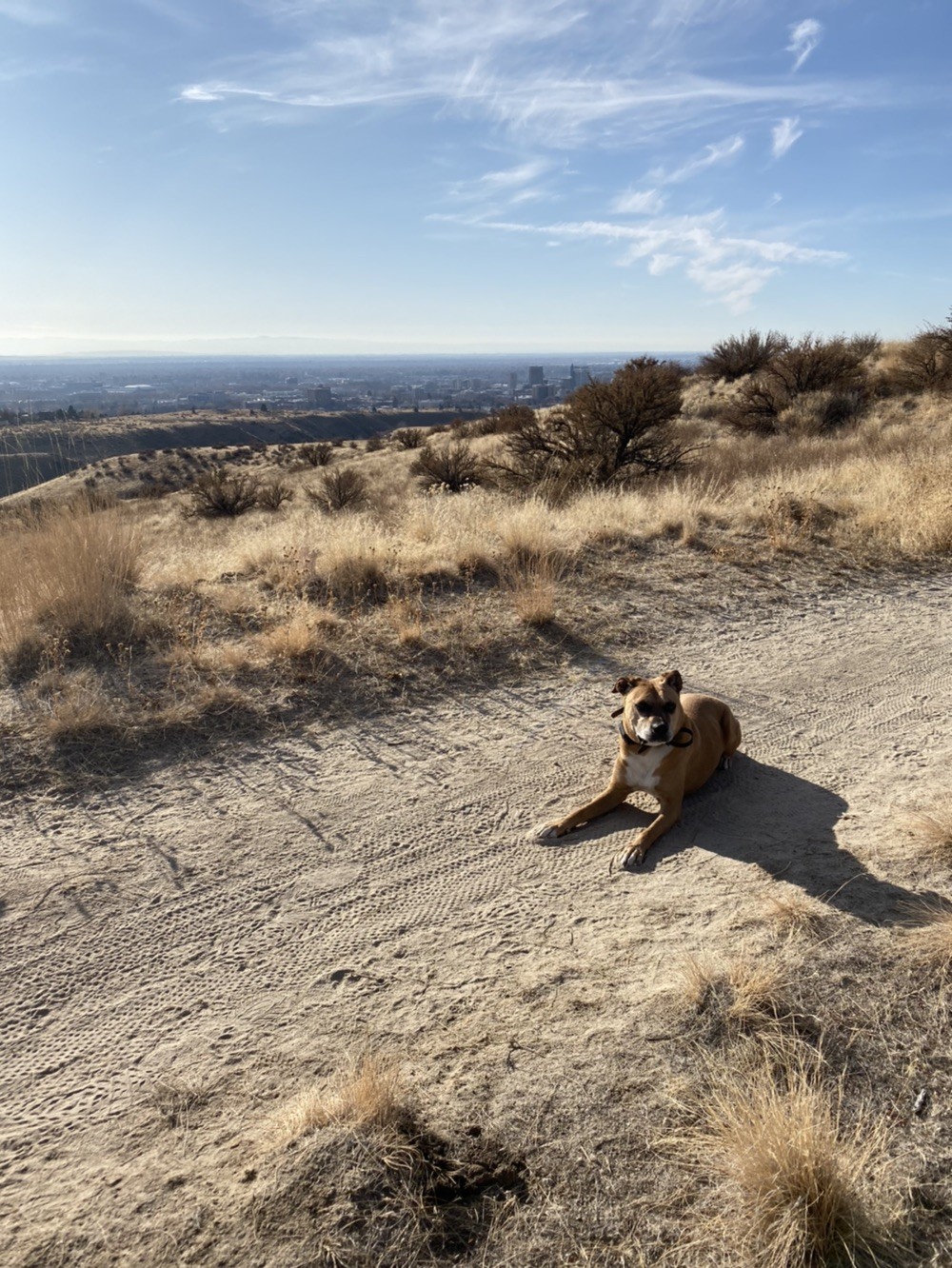 Meridian Dog Training - Rufus the Labrador/Boxer Mix