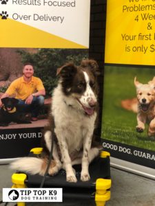 Dog Training in Plano | Unleash The Good Dog!