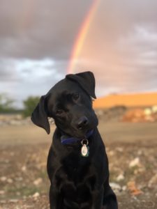 Dog Training Lewisville TX | Potty Training