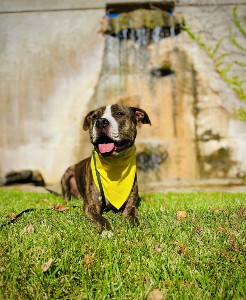 Dog Training Norman 7 Scaled 1.jpg