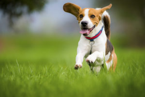 Dog Training Rogers | We Can Teach An Old Dog New Tricks
