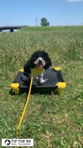 Dog Training Tampa | A team curated for success