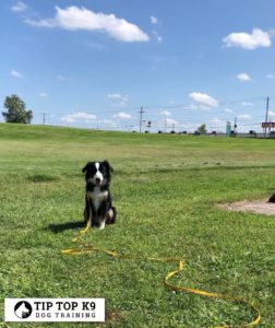 Dog-Training-Tulsa-1